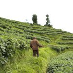 Kinigi Potato Prices Soar in Musanze to 1,000–1,200 RWF per Kilogram