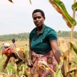 Rwanda’s Climate-Resilient Harvest Starts After the Crops Leave the Field