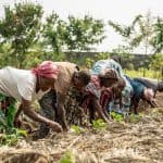 Kigali cannot afford another communiqué. Africa food systems forum must leave with solutions that reach the farm and the child.