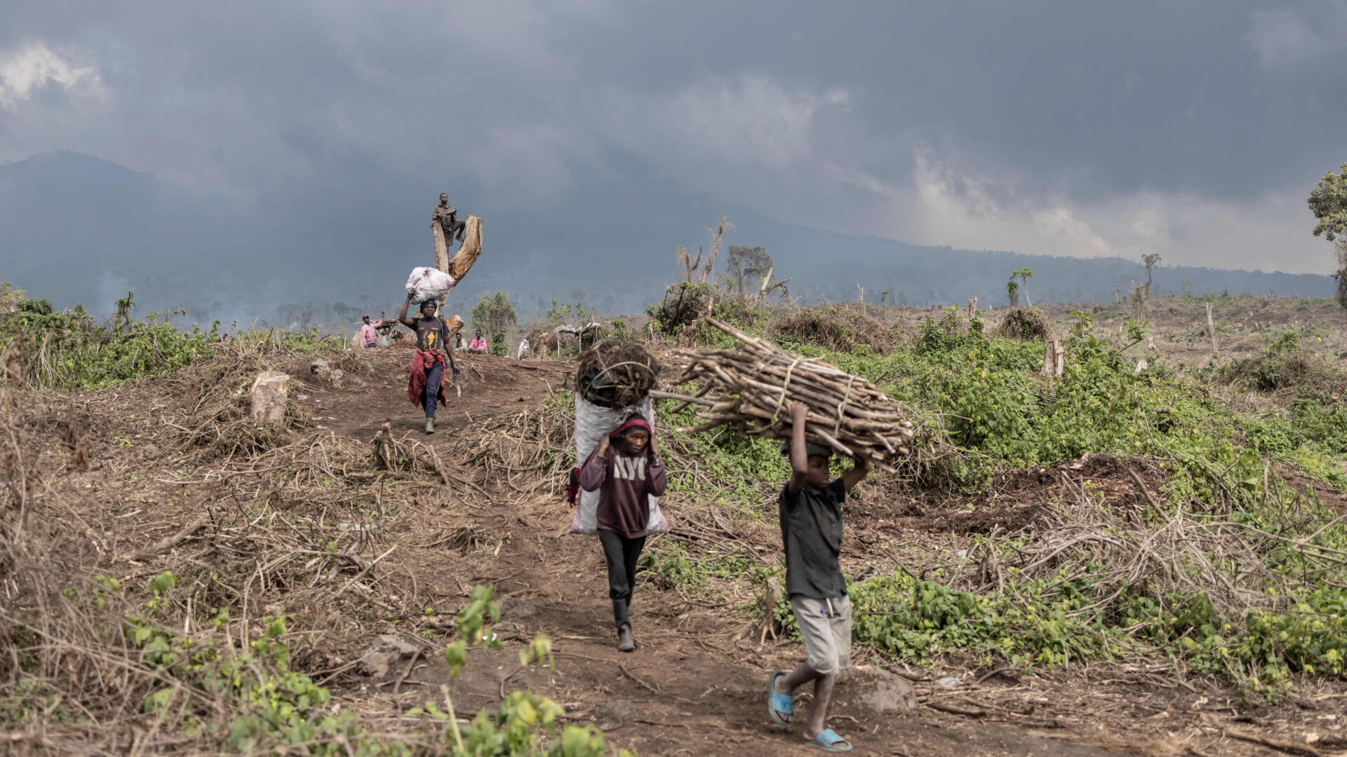 Silence in the Canopy: The Environmental Toll of the DRC’s Escalating Conflict
