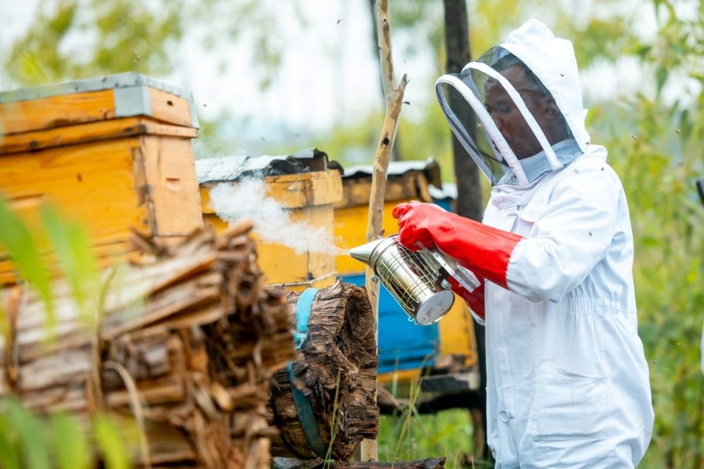 Beekeeper in a white protective suit and veil uses a bee smoker near yellow hive boxes with smoke rising from the device.