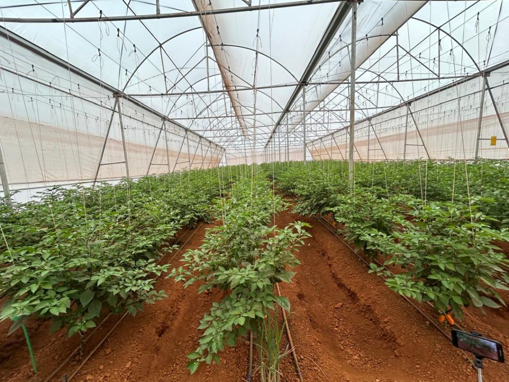 Inside a greenhouse with rows of tomato plants supported by strings and a dirt floor.
