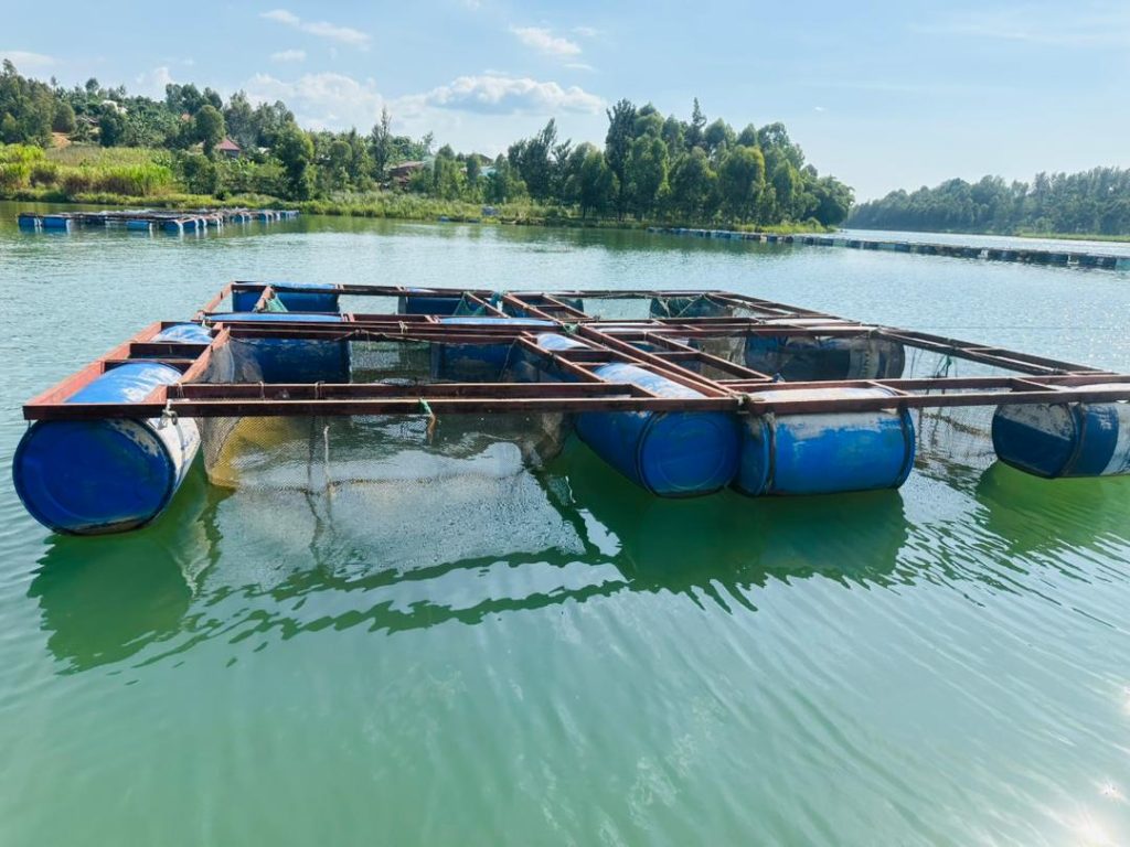 Floating fish cages built from blue plastic barrels and metal frames on greenish water, with a tree-lined shore in the distance