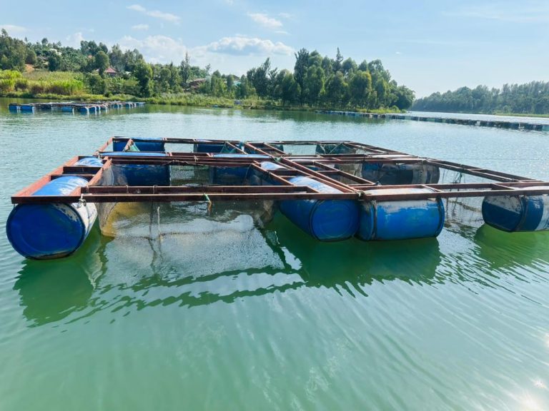 Floating fish cages built from blue plastic barrels and metal frames on greenish water, with a tree-lined shore in the distance
