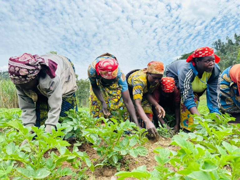 Group of people, mostly women, bending to plant young crops in a tilled field under a bright blue sky; they wear colorful patterned clothing and headscarves, actively engaging in farming.