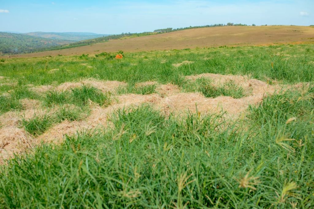 Open grass field with green patches and dry beige patches, rolling hills in the distance under a blue sky.