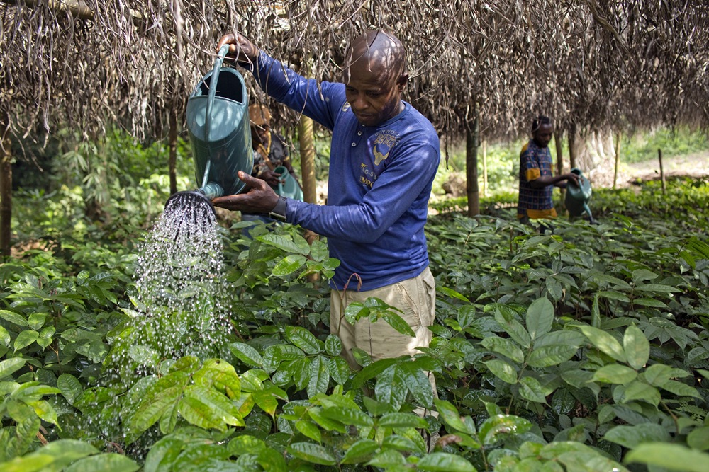Man in a blue shirt waters dense green plants with a teal watering can under a thatched shelter, in a small farm row to soil left of him.