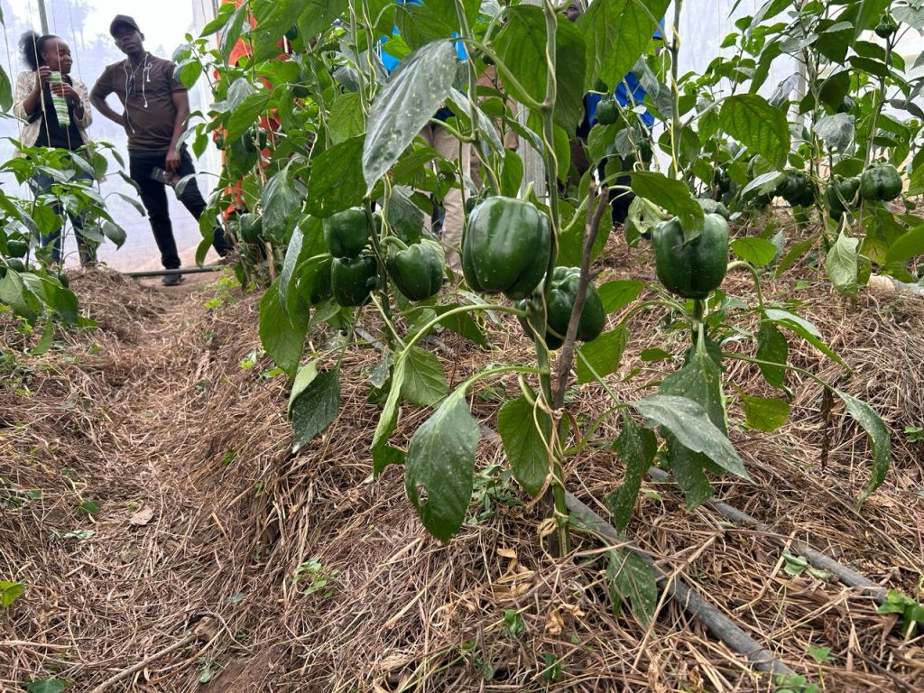 Green bell peppers ripening on a plant inside a greenhouse, with people observing in the background.