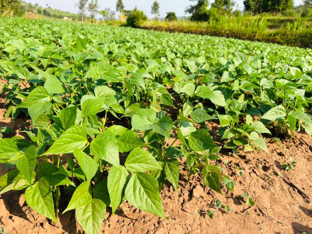 Rows of young green bean or soybean plants growing in tilled soil under a sunny sky in a farm field.