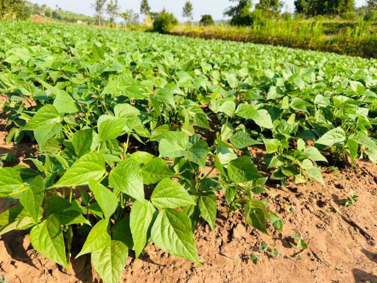 Rows of young green bean or soybean plants growing in tilled soil under a sunny sky in a farm field.