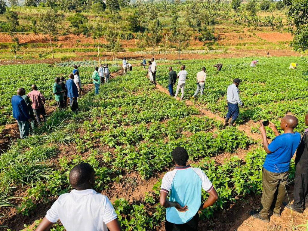 Group of people standing along rows of leafy crops in a field, with terraced hills in the background.