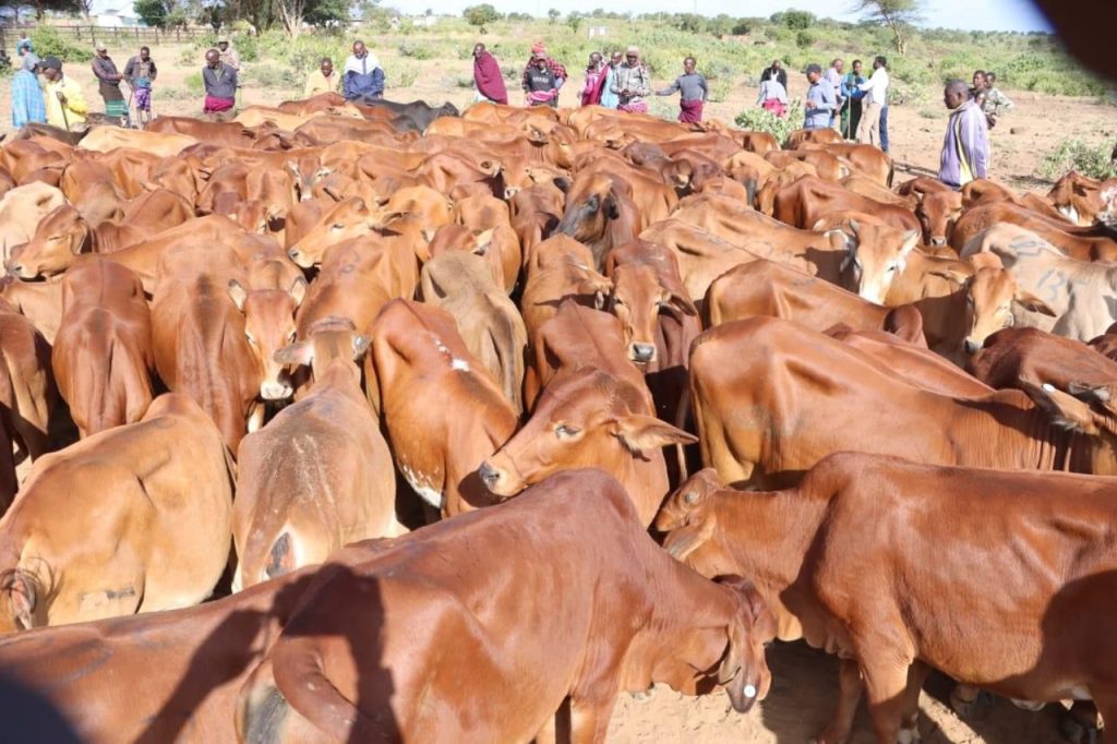 Large herd of brown cattle crowded in a dusty open yard, with people standing along the fence in the background.