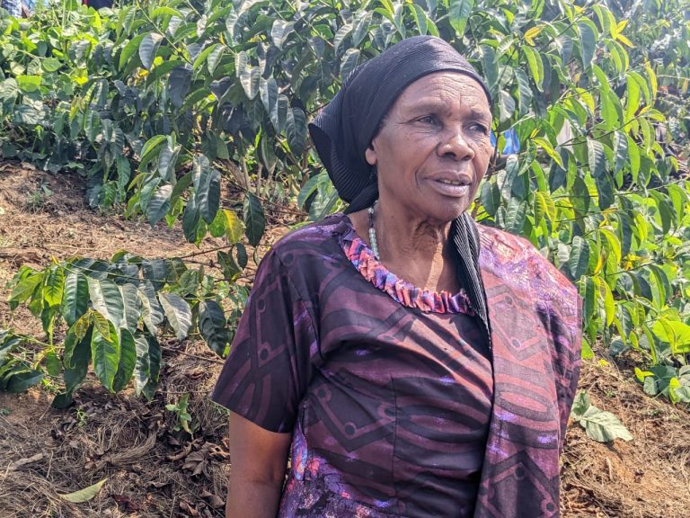 Older woman in a purple patterned dress and black headscarf standing near green tea bushes outdoors.