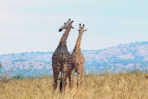 Two giraffes standing close together in a grassy savannah with hills in the background, viewed from behind.