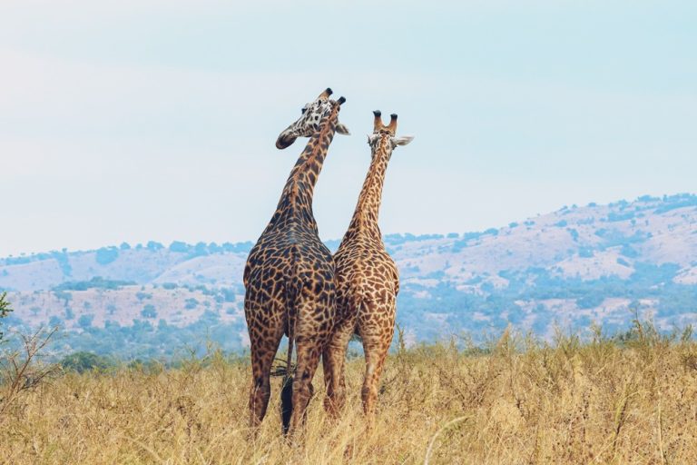 Two giraffes standing close together in a grassy savannah with hills in the background, viewed from behind.