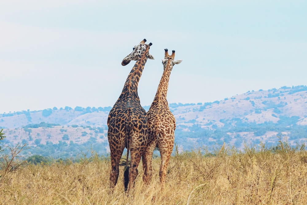 Two giraffes standing close together in a grassy savannah with hills in the background, viewed from behind.