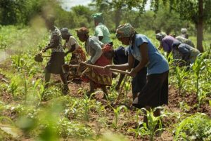Group of people planting crops in a sunlit field, using hoes to till soil and sow seedlings.