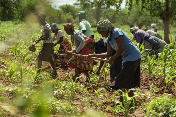 Group of people planting crops in a sunlit field, using hoes to till soil and sow seedlings.
