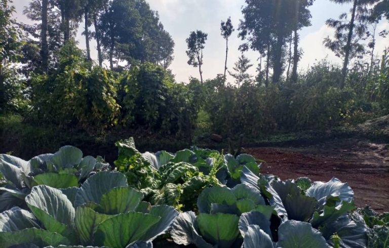 Rwanda’s Circular Food Systems Project Concludes After Five Years of Supporting Green Businesses