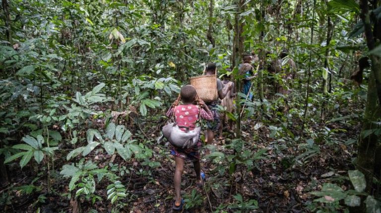 How forests feed billions, yet their role in food security remains overlooked