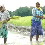 Swedfund invests USD 35 million to accelerate climate action and resilience in India