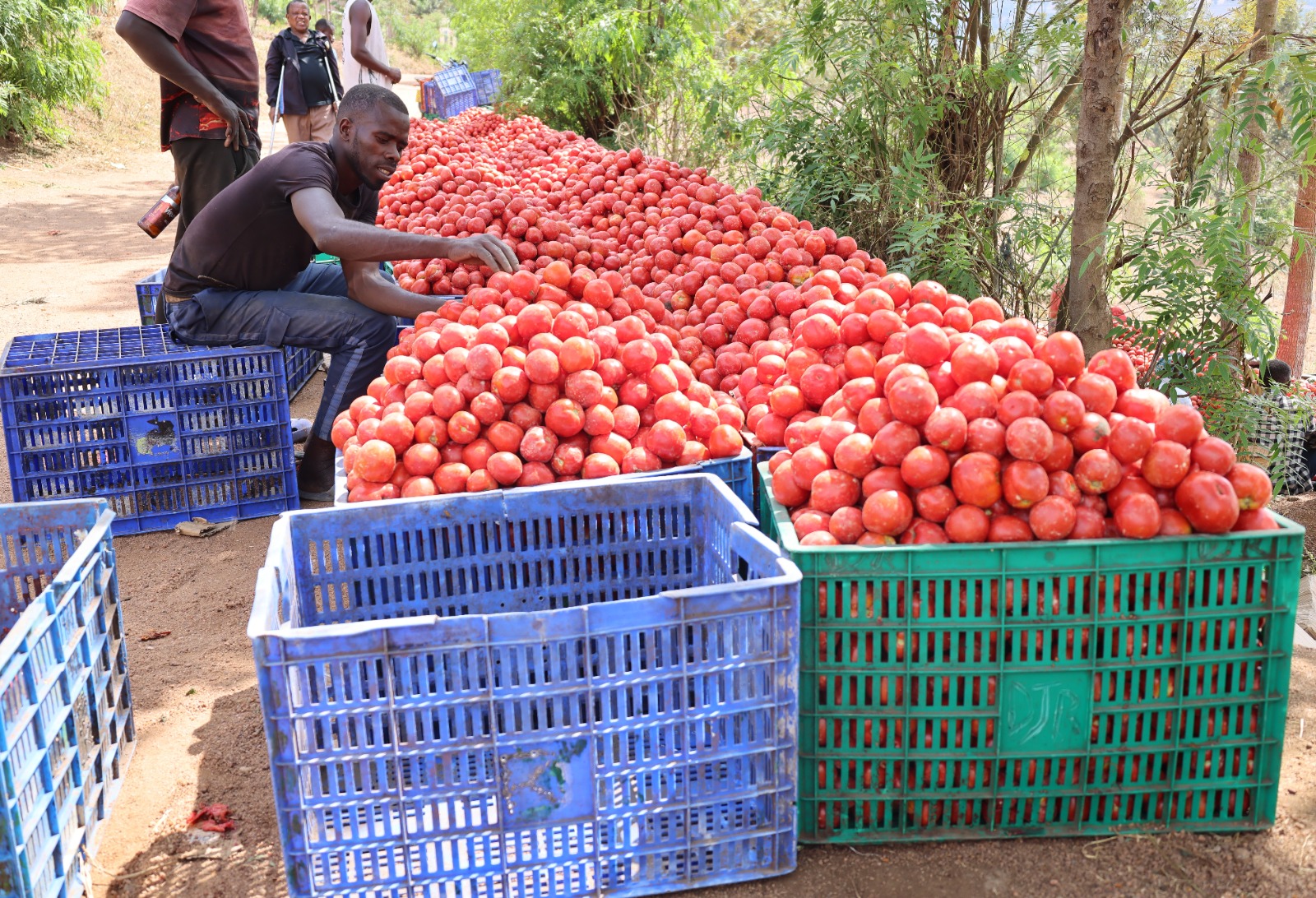 From Subsistence to Market: How CDAT Is Transforming Rwanda’s Smallholder Agriculture