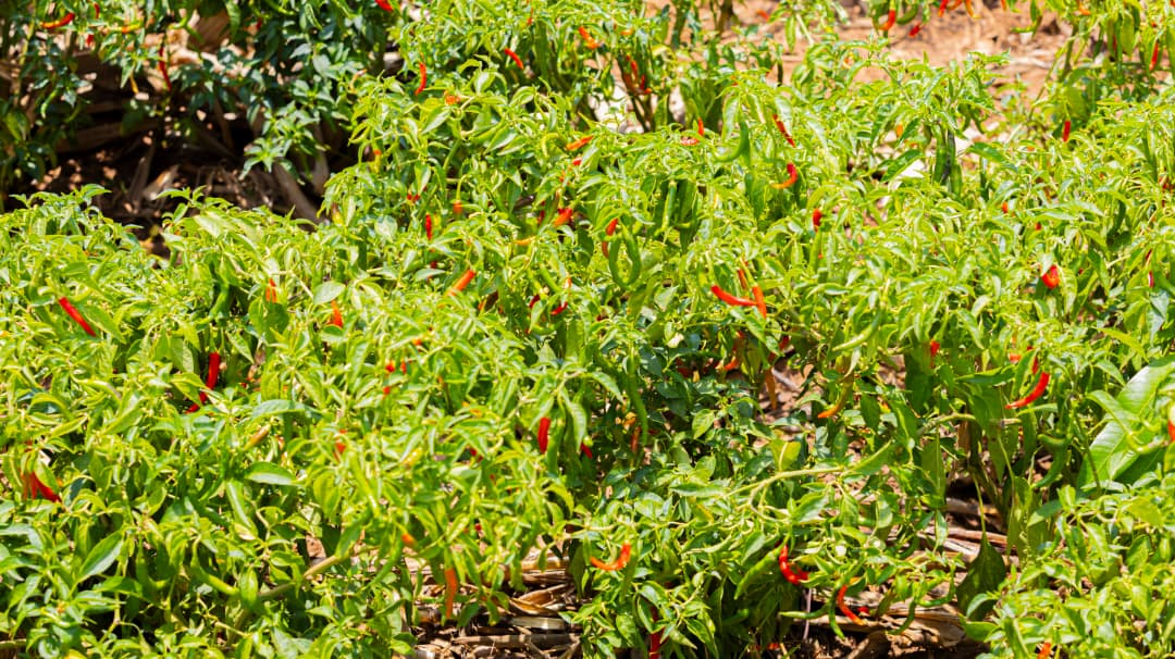 Bugesera: Farmers Turn Chili Farming into a Profitable Enterprise
